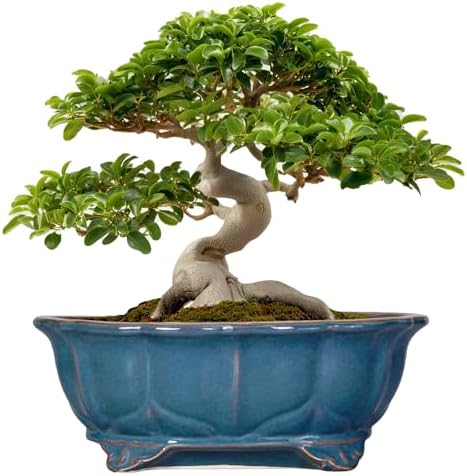 Bonsai Pots - 13.2 Inch Oval Ceramic Pots for Plants, Large Succulent Planter with Drainage Hole, Decorative Planters for Indoor Outdoor, Garden House Decor, Housewarming Gifts, Retro Blue by Teagas