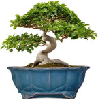 Bonsai Pots - 13.2 Inch Oval Ceramic Pots for Plants, Large Succulent Planter with Drainage Hole, Decorative Planters for Indoor Outdoor, Garden House Decor, Housewarming Gifts, Retro Blue by Teagas