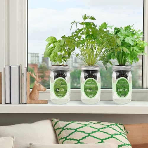 Hydroponic Herb Growing Kit Set, Self-Watering Mason Jar Herb Garden Starter Kit Indoor, Windowsill Herbs Garden, Grow Your Own Herbs from Organic Seeds (Basil, Cilantro and Parsley) - Image 4
