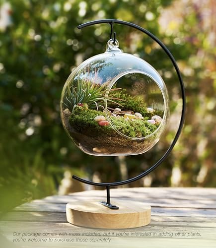 LuckyRunes DIY Glass Terrarium Kit with Live Moss & Mini Tools - Image 5