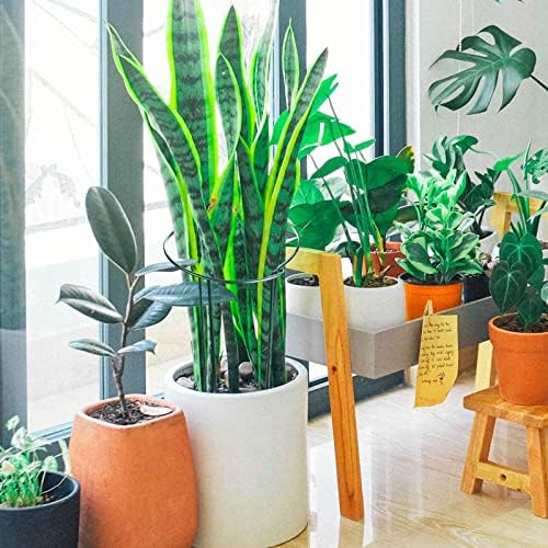HiGift Peony Cages and Supports 24" H x 10" W, 8 Pack Tall Snake Plant Support Stake Half Round Metal Garden Stake for Indoor and Outdoor Plants, Flower Support Ring Border for Tomato,Hydrangea,Rose - Image 6