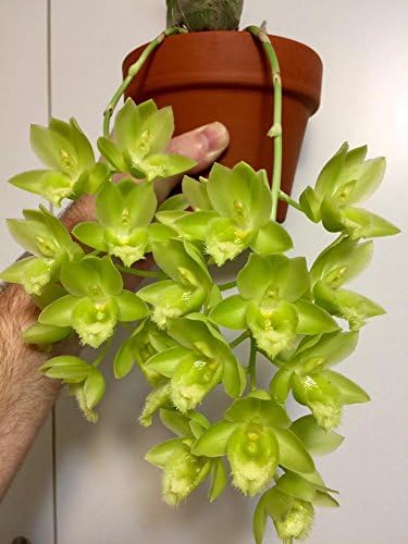 MSU Orchid Fertilizer 13-3-15 (Greencare) Reverse Osmosis, Rain, Tap Water Formula. 2 Pounds, Scoop Included - Image 5