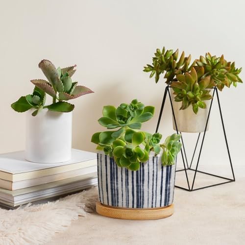 Blue French Ticking Stripes Planters Ceramic Feather Ticking Pattern Round Plant Pots with Drainage Holes and Bamboo Tray Pot for Home Desktop Office Windowsill - Image 4