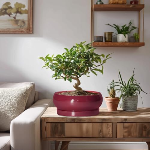 Succulent Pots - 8 Inch Bonsai Pots for Indoor Outdoor, Shallow Ceramic Planter with Drainage Hole and Saucer, Round Flower Succulent Planters, Apartment Decor, Gardening Gift, Wine Red - Image 7