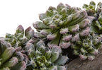 Nearly Natural Succulent Garden with Textured Concrete Planter - Image 3