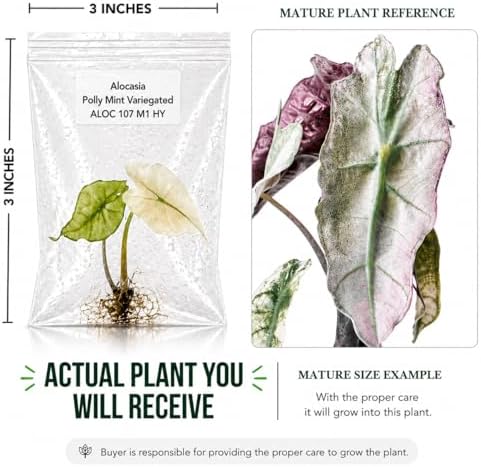 Rare Alocasia Polly Mint Variegated Tissue Culture Starter Plant, Live Plants for houseplant Collectors, Indoor Plants to Grow - Image 2