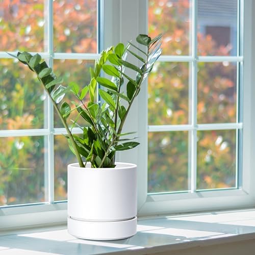 Phoenix Vine 6 Inch Planter Pot with Drainage Hole & Saucer, Deep Water Catch Tray, Straight Cylindrical Round Pot for Plants, Matte White, Pack of 3, 23-B-S-3 - Image 7