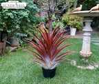 SUNPRAIRIE Hyper Realistic Big Red Artificial Aloe Vera Plant 26 Inches Tall. Large Faux Agave in Matte Black Pot. - Image 4