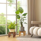 Plant Stands Indoor Outdoor, Plant Risers for Inside Pots Sturdy Short Plants Holder, Flower Pot Stand for Indoor Plants, Small Single Floor Plant Bamboo Display Stand (Brown 12“ (2 pack)) - Image 3