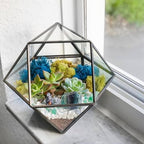 Creations by Nathalie DIY Geometric Glass Terrarium Kit with Moss and Tools - Image 6