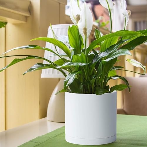 D'vine Dev 2-Pack White Plastic Planters with Saucers, 8 in, 74-Z-M-1 - Image 3