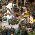 PATIKIL Round Globe Terrarium Air Plant Planter, 6.3 Inch Clear - Image 6