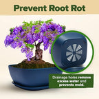 HOME GROWN 6 Bonsai Tree Starter Kit, Indoor Growing & Christmas Gift - Image 7