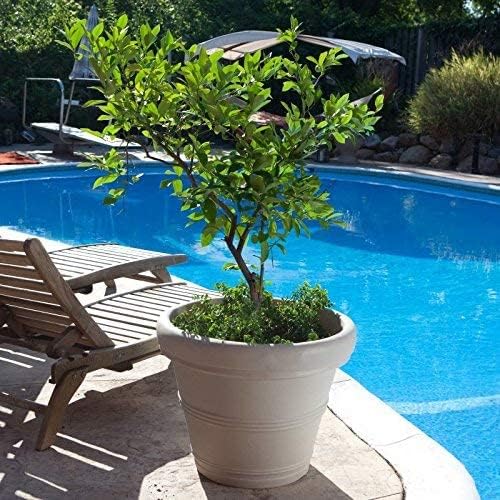 Crescent Garden Brunello Classic Gray Rolled Rim Planter Pot, Lightweight Indoor/Outdoor Weather-Safe Round Plant Pot, Extra Large Plastic Pot for Big Plants, 27''W (Concrete-Colored) - Image 6