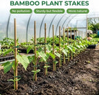 Plant Stakes Natural Bamboo Sticks - 25 Pcs Bamboo Garden Stakes for Plants 4 FT Plant Support Sticks with Twist Ties for Tomatoes Grapes Beans Flowers Indoor Outdoor Potted Climbing Plants - Image 2