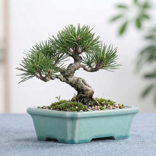 3-Pack 6 Inch Ceramic Bonsai Pots with Drainage Tray for Desktop - Image 2