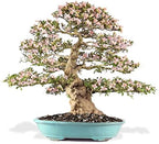 Premium Bonsai Soil All Purpose Fast Draining Mix - Pumice, Lava, Calcined Clay and Pine Bark Potting Pre Mixed Bonsai Plant Soil Mixture by GARDENERA - Made in USA - (4 Quart Bag) - Image 2