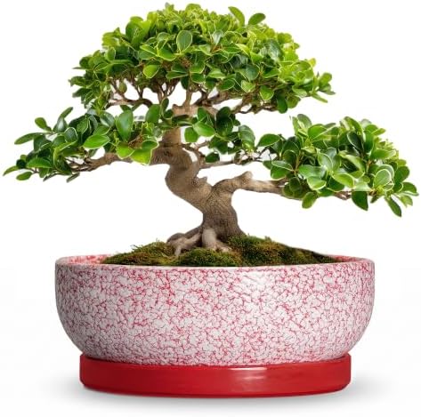 Bonsai Pots 10 Inch, Ceramic Succulent Planters, Texture Red by Unknown