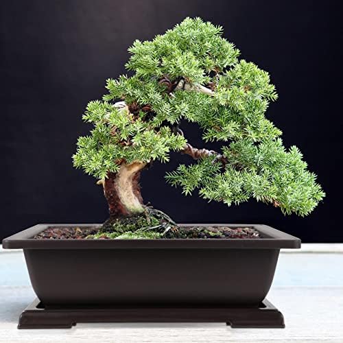JEUIHAU 4 Pack 11 Inches Plastic Bonsai Training Pots, Bonsai Tree Pot with Humidity Trays, Rectangular Plastic Bonsai Planter for Succulent, Herb, Flower, Potted Plant - Image 6