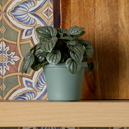 Bloem Terra 6" Plastic Planter, 0.5 Gallon, Basil, 10-Pack - Image 2