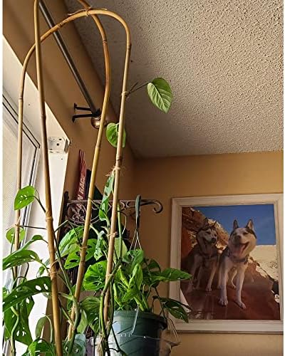 Avalution 10 Pcs Natural U-Hoops Bamboo Garden Trellis, 4 Ft Bamboo Trellis U-Shape Plant Support for Climbing Plants Indoor and Outdoor Use - Image 3