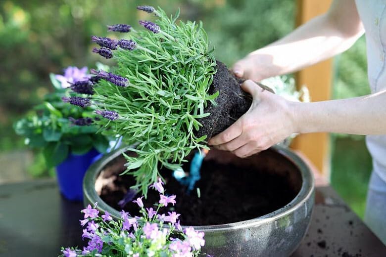 Premium Lavender Potting Soil by Gardenera - Unlock The Full Potential of Your Lavender Plants - 5 QUARTS - Image 2