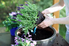 Premium Lavender Potting Soil by Gardenera - Unlock The Full Potential of Your Lavender Plants - 5 QUARTS - Image 2