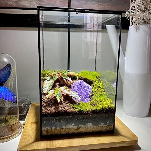 Large Geometric Terrarium Glass Container, 11 inch high Greenhouse w/Lid, for Indoor Plants, Succulent, Moss, Air Plant, Tabletop Decoration - Image 5
