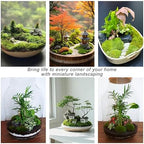 TurelinnG Preserved Moss Decor - Real Forest Moss, Moss for Crafts, Flexible for DIY Crafts, Home, Wall, Terrarium, Art Projects(Dark Green 2 sq.ft) - Image 6