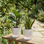 6 Pack Self Watering Pots for Indoor Plants Plastic Vertical Ribbed Semi Transparent Planters, Dual Layer Reservoir for Indoor Succulents Herbs Pothos(Clear, White,6.5 x 5.9 Inch) - Image 6