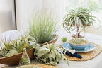 Air Plant Shop 5 Pack Tillandsia Curly Slim (T. Intermedia x T. Streptophylla) Air Plant - Succulents - Live Tillandsia - Easy Care Indoor and Outdoor House Plants - Image 6