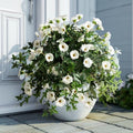 Artificial Flowers Artificial Petunias for Outdoors 2PCS Artificial Hanging Plants Outdoors Silk Flowers with Stems Outdoor Flowers Uv Resistant for Porch DecorTerrace Decor（White）Without Pot by ENALGRE