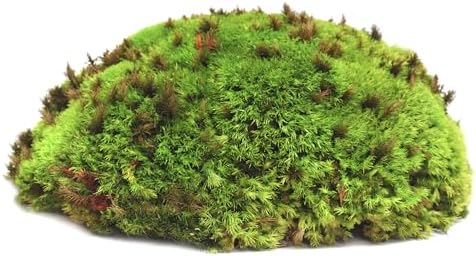 SuperMoss (21881 Royal Pool Moss Preserved – Vibrant Green Decorative Moss for Indoor Plants, Terrariums, Fairy Gardens & Vase Filler, 1,560 cu in, Fresh Green - Image 2