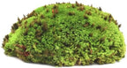 SuperMoss (21881 Royal Pool Moss Preserved – Vibrant Green Decorative Moss for Indoor Plants, Terrariums, Fairy Gardens & Vase Filler, 1,560 cu in, Fresh Green - Image 2