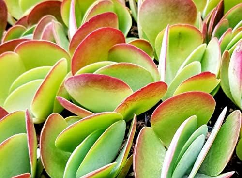 Fat Plants San Diego Premium Cacti and Succulent Potting Mix Soil - Image 6