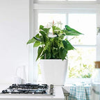 Lechuza Quadro LS 35 Shiny Taupe High Gloss, Self-Watering Square Planter, H13 L13.8 W13.8 in - Image 2