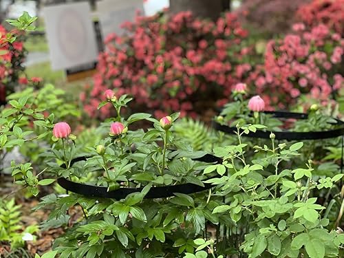 23.6" Peony Cages and Supports,Plant Support Ring for Hydrangea - Image 5