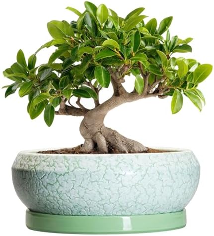 Bonsai Pots - 10 Inch Ceramic Succulent Pot with Drainage Hole and Plant Saucer, Succulent Planters for Indoor Outdoor, Round Planter Bowl, Shallow Planter, Home Decor, Gardening Gift, Green by EPFamily