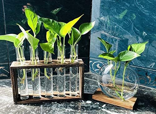 Wall Mounted Hanging Glass Test Tube Planter Propagation Station Glass Vase Rack with Wood Stand, Plant Terrarium Holder for Hydroponics Succulent Air Bamboo Plants with Test Tube - Image 3