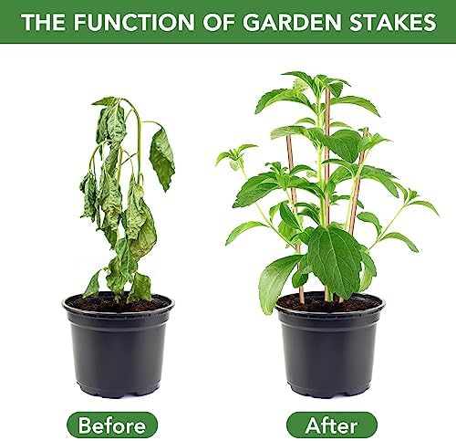 SWANGSA 40 Pack 4 Feet Bamboo Stakes for Plant, Bamboo Sticks Plant Support Garden Stakes Poles with 200pcs Twist Ties for Tomatoes, Beans, Flowers, Potted Plants, Indoor and Outdoor Climbing Plants - Image 4