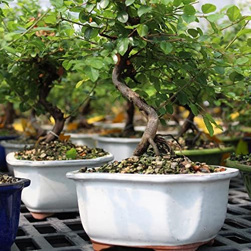 Brussel's Bonsai Live Chinese Sweet Plum Indoor Bonsai Tree-5 Years Old 6" to 10" Tall with Decorative Container, Medium, Blank & Brussel's 8" Humidity Tray with Decorative Rocks - Image 4