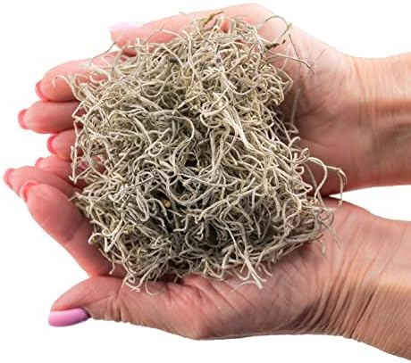 Gardenera Premium Natural Spanish Moss | Natural Preserved - Great Ground Cover - Filler for Potted Plants - 5 Quart Bag - Image 3