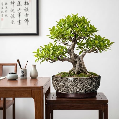 Succulent Pots, 10 Inch Ceramic Bonsai Tree Pots, White Leopard - Image 4