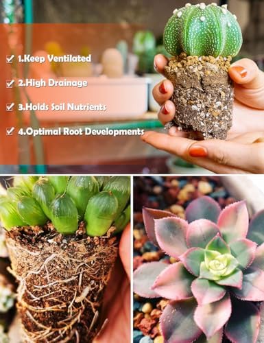 TOYPOPOR Succulent Soil, Cactus Potting Mix 12.5 Pounds/10QTS, High Drainage, Pre-Mixed Ready to Use for All Succulent Varieties, Indoor Plants, Bonsai, Terrarium, Houseplant, 30% Particles 70% Soil - Image 5