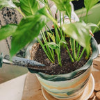 Doter Organic Peace Lily Soil Mix 10qt, Indoor Plants Potting Mix for Planting, Growing, or Repotting Peace Lily Plants, Grow Healthy houseplants Indoors - Image 6