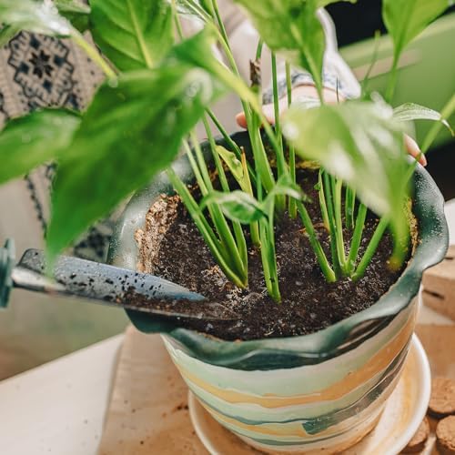 Doter Organic Peace Lily Soil Mix 10qt, Indoor Plants Potting Mix for Planting, Growing, or Repotting Peace Lily Plants, Grow Healthy houseplants Indoors - Image 6