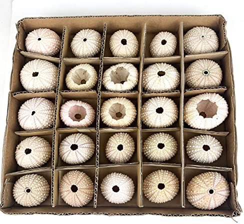 Heyiwell 25PC Pink Sea Urchin Shells Plant Pot,Hanging Air Plant Mini Sea Urchin Shell for Home Wall Office Garden Party Ocean Themed Decor 1"~2" Inch - Image 2