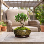 8 Inch Ceramic Succulent Pots with Saucer, Yellow Leopard - Image 4