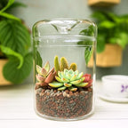 LaLaGreen Indoor Planter (6x9 Inch) Small Glass Terrarium Jar with Lid for Succulent Plants, Reptile Cactus Mini Fern Fairy Moss Tabletop Decoration Container Pot Kitchen Office Home Garden Decor by L%C3%A1L%C3%A1Green