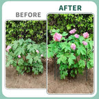 4 Sets Peony Support Cage,24"Diax32"High Heavy Duty Metal Plant Support,Grow Through Hoops Grids with 4 Thickened 6mm Legs,Strong Support Brace for Heavy Blossoms,Flower Support Ring for Peonies,Rose - Image 6